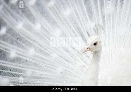 Weißer Pfau mit Schweif zu verbreiten. Stockfoto