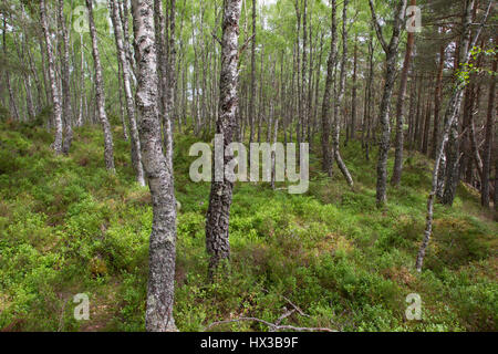 Birke, Betula Pendel, Bäume wachsen in Wäldern, Rothiemurchus Estate, The Highlands, Schottland, Großbritannien. Stockfoto
