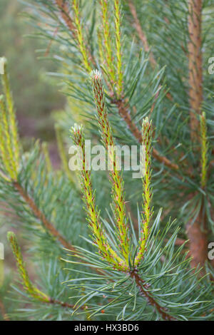 Waldkiefern, Pinus Sylvestris, close-up der neuen Blätter. Rothiemurchus Estate, Scotland, UK Stockfoto