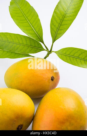 König der Früchte; Alphonso gelbe Mango Frucht Duo mit Stielen und grünen Blättern isolierten auf weißen Hintergrund, ein Produkt der Konkan aus Maharashtra - Indien Stockfoto