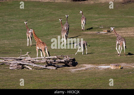 Giraffen im Zoo von Prag Stockfoto