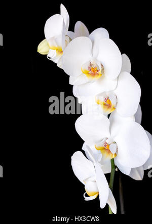 Phalaenopsis, Motte Orchidee Blüten auf schwarzem Hintergrund hautnah Stockfoto