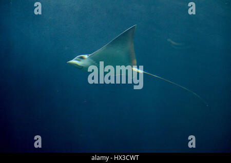 Ray leise Bewegung durch das Wasser des Ozeans. Stockfoto