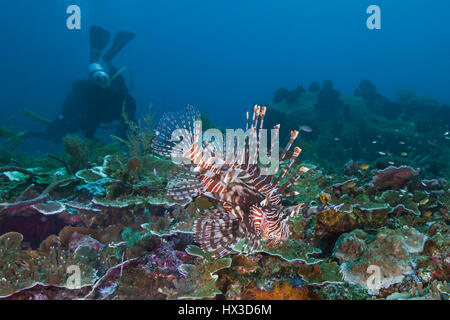 Seascape Bild der Rotfeuerfisch seine kunstvollen Flossen auf Korallenriff mit Taucher im Blauwasser Hintergrund anzeigen. Raja Ampat, Indonesien. Stockfoto