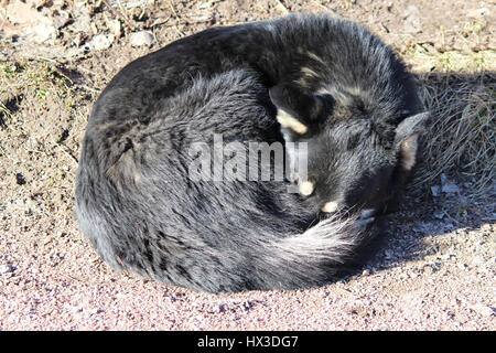 Schwarzen streunender Hund schläft im Park und nehmen Sie ein Sonnenbad in der Frühlingssonne Stockfoto