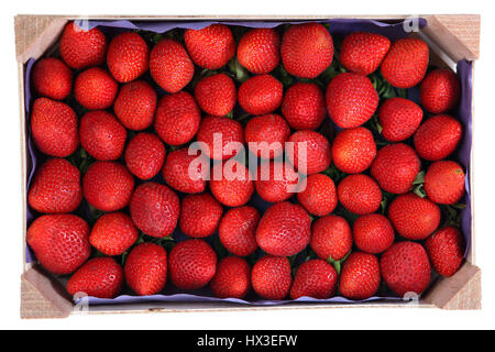 Verderblicher Lebensmittel, eine Holzpalette mit roten Früchten Erdbeeren, isoliert auf weißem Hintergrund. Stockfoto