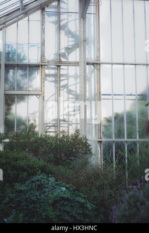 Schöne üppige Pflanzenwelt im Botanischen Garten in Berlin, Deutschland zu finden. Stockfoto