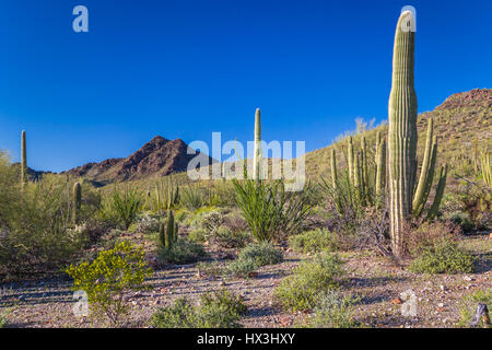 Wüste Vegetation der Kaktus in den Organ Pipe Cactus National Monument, Arizona, USA. Stockfoto