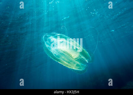 Kamm Quallen. Mnemiopsis, beim Tauchen inMalta, Mittelmeer. Stockfoto