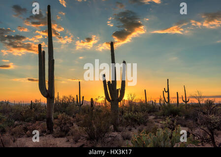Saguaro-Kaktus im schönen Sonnenuntergang, Arizona. Stockfoto