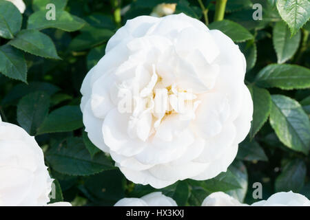 Weiße Rosen in einem park Stockfoto