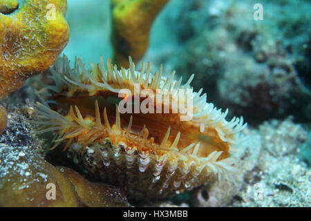 Clam europäischen stachelige Herzmuschel (Acanthocardia Echinata) auf der Unterseite des Mittelmeers unter Wasser Stockfoto