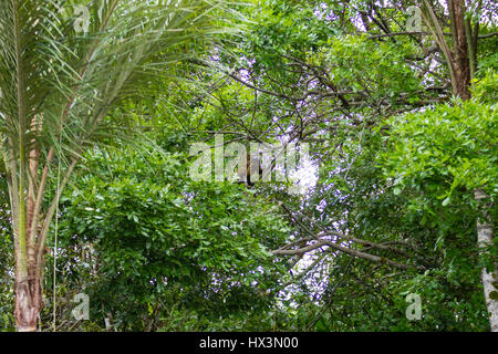 Büschelige Capuchin Affen auf die Natur im Pantanal, Brasilien. Brasilianischen Tierwelt. Sapajus apella Stockfoto