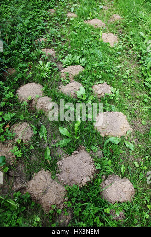 Maulwurfshügel Deon meine Muttermale auf dem grünen Rasen Stockfoto