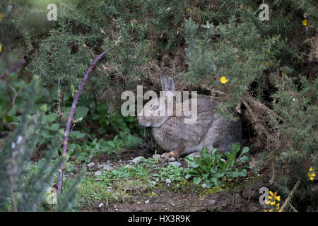 Europäische Wild Kaninchen (Oryctolagus cuniculus) in Ginster auf der walisischen Grenze mit shropshire, Winter ruhenden, 2017 Stockfoto