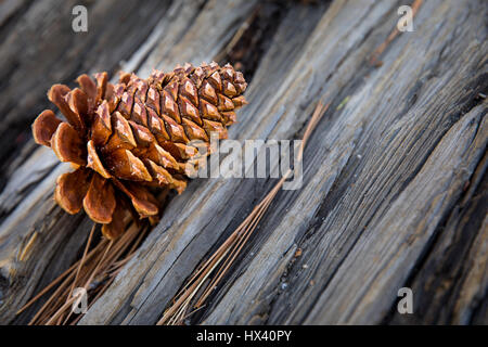 Palm Springs Mountain Pine Cone Stockfoto