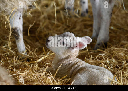 Chippen, Preston, Lancashire, UK. 24. März 2017. Ein Lamm wählte einen guten Tag ankommen Sattel End Farm, Chipping, Preston, Lancashire. Bildnachweis: John Eveson/Alamy Live-Nachrichten Stockfoto