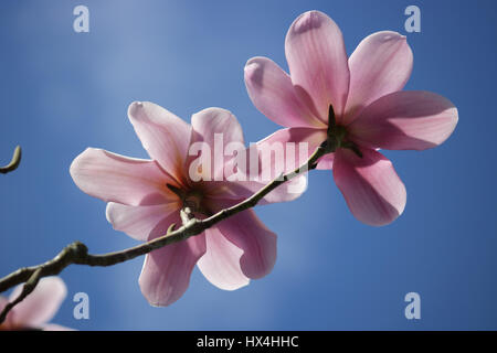 Nymans Garden, Sussex, UK. 25. März 2017. Ein schönen sonnigen Frühlingstag im Nymans Garden in Sussex, wo die Magnolien in voller Blüte gegen den blauen Himmel sind. Bildnachweis: Julia Gavin UK/Alamy Live-Nachrichten Stockfoto