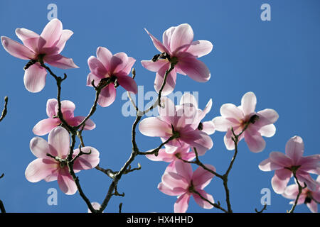 Nymans Garden, Sussex, UK. 25. März 2017. Ein schönen sonnigen Frühlingstag im Nymans Garden in Sussex, wo die Magnolien in voller Blüte gegen den blauen Himmel sind. Bildnachweis: Julia Gavin UK/Alamy Live-Nachrichten Stockfoto