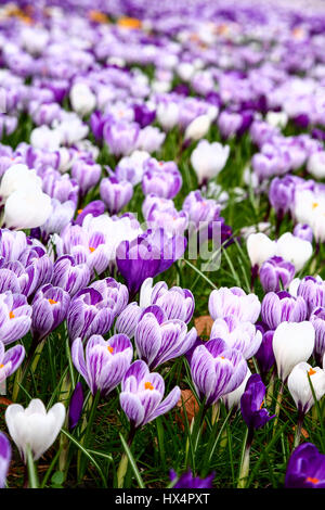 Nahaufnahme der Roundhay Park Leeds Yorkshire mit blühenden Krokus Blüten im Frühling Stockfoto