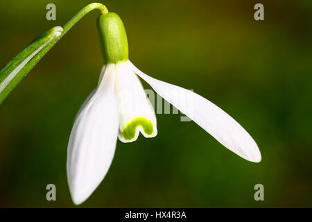 Nahaufnahme von einem Schneeglöckchen (Galanthus Nivalis) Wilde Blume in der Frühjahrssaison Stockfoto