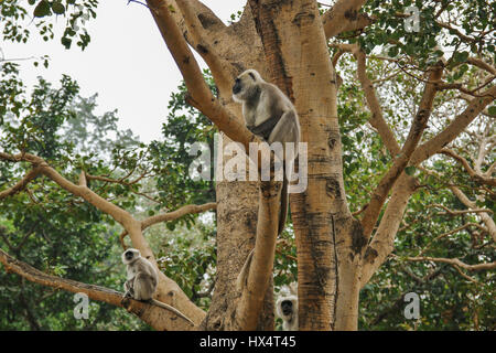 Affe auf einem Baum, Rishikesh, Indien Standortwahl. Stockfoto