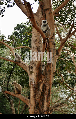 Affe auf einem Baum, Rishikesh, Indien Standortwahl. Stockfoto