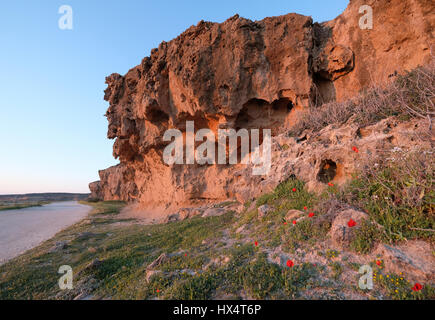 Frühlingsblumen in voller Blüte auf der Straße auf der Akamas-Halbinsel, Region Paphos, Zypern Stockfoto