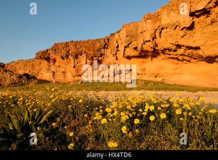 Frühlingsblumen in voller Blüte auf der Straße auf der Akamas-Halbinsel, Region Paphos, Zypern Stockfoto