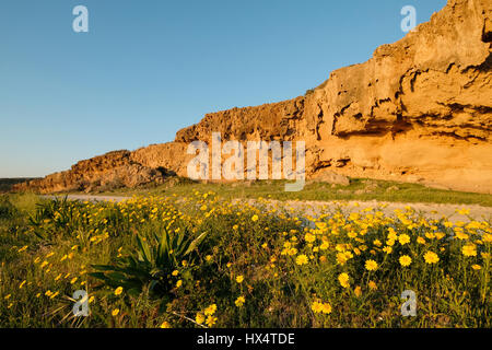 Frühlingsblumen in voller Blüte auf der Straße auf der Akamas-Halbinsel, Region Paphos, Zypern Stockfoto