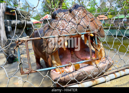 Nilpferd geöffnet Mund warten Nahrungssuche von Tourist hinter den Käfig in der sonnigen Außenbeleuchtung. Stockfoto