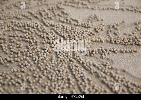 Muster entwickelt, wie der kleine Geisterkrabben Löcher am Strandsand Stockfoto
