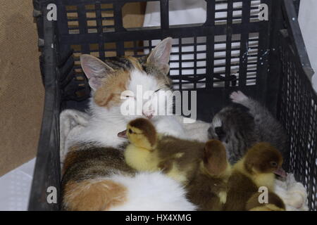 Katze Pflegemutter für die Entenküken. Katze in einem Korb mit Kätzchen und empfangen Moschus Ente Entenküken. Stockfoto