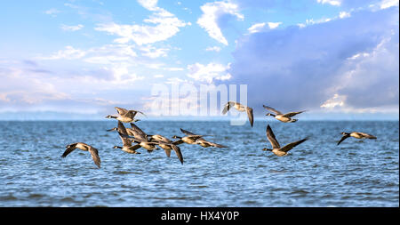 Herde von Kanadagänse fliegen tief über dem Wasser der Chesapeake Bay in Maryland Stockfoto