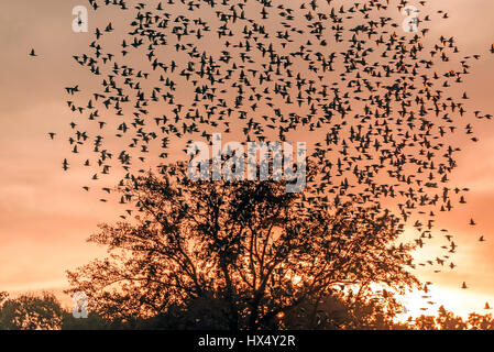 Große Herde von Stare fliegen über eine Baum-Silhouette bei Sonnenuntergang Stockfoto