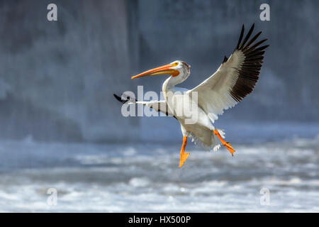 American White Pelican im Flug über den Red River, Lockport, Manitoba, Kanada. Stockfoto