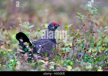 Fichte Grouse zu Fuß auf Wald Boden in Patch Blaubeer-Sträucher.  Falcipennis canadensis Stockfoto