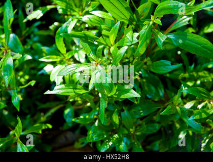 Ayahuasca Heilungszentrum in Peru Stockfoto
