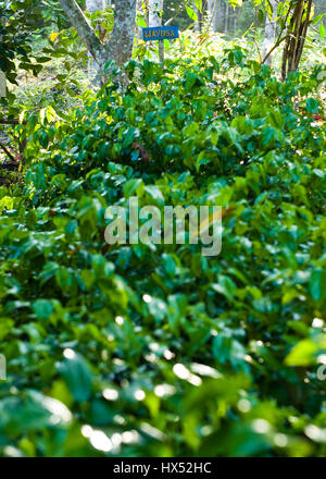 Ayahuasca Heilungszentrum in Peru Stockfoto