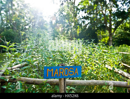 Ayahuasca Heilungszentrum in Peru Stockfoto