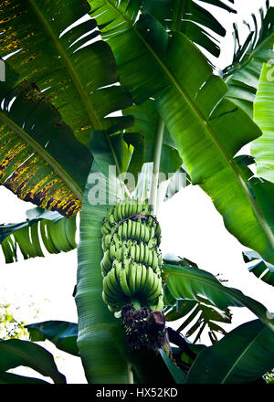 Ayahuasca Heilungszentrum in Peru Stockfoto
