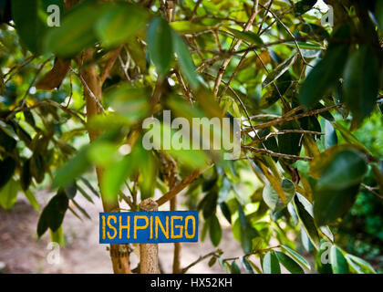 Ayahuasca Heilungszentrum in Peru Stockfoto