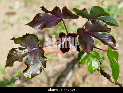 Ayahuasca Heilungszentrum in Peru Stockfoto