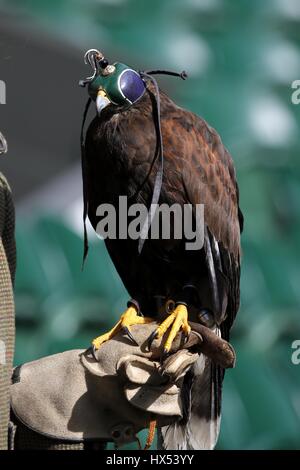 RUFUS DER WIMBLEDON HAWK WIMBLEDON WIMBLEDON CHAMPIONSHIPS 20 DER ALL ENGLAND TENNIS CLUB WIMBLEDON LONDON ENGLAND 02 Stockfoto