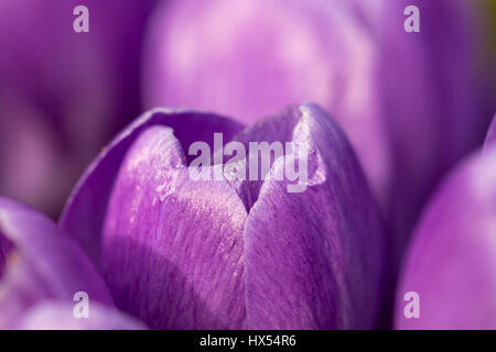 Nahaufnahme Schuss der blühenden Krokusse - Frühlingsblumen hautnah Stockfoto