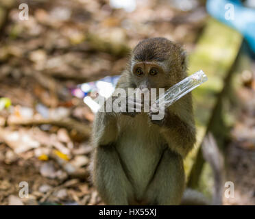 Lange tailed Macaque Affen essen Plastiktüte im Bako Nationalpark in Borneo, Malaysia Stockfoto