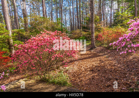 Azaleen blühen im Azalea mit Blick auf Garten bei Callaway Gardens in Georgien. Stockfoto