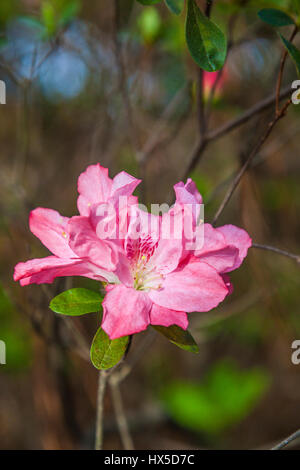 Azaleen blühen im Azalea mit Blick auf Garten bei Callaway Gardens in Georgien. Stockfoto