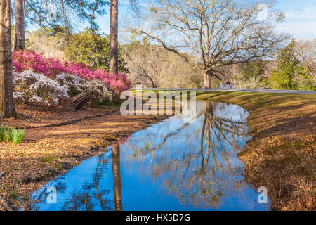 Azaleen blühen im Azalea mit Blick auf Garten bei Callaway Gardens in Georgien. Stockfoto