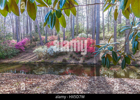 Azaleen blühen im Azalea mit Blick auf Garten bei Callaway Gardens in Georgien. Stockfoto